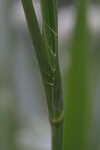 Yuccaleaf eryngo <BR>Northern rattlesnake master